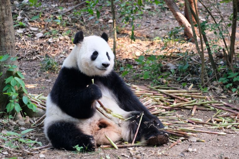 Chengdu — stad van panda's — reisepauletten