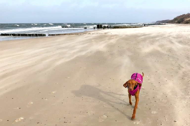1 jaar leven en reizen met een hond: een liefdesverklaring