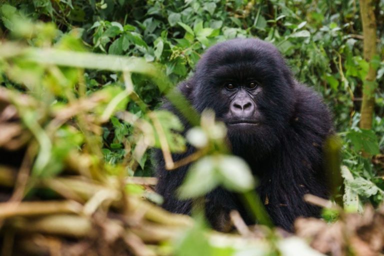 The Gorillas of Virunga DR Congo reisverslag