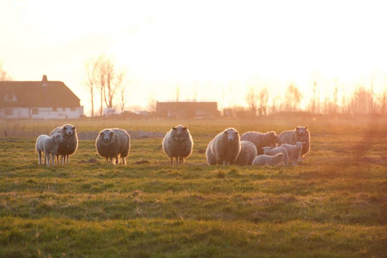 Sla schapen | Meerblog's column over het wilde plattelandsleven