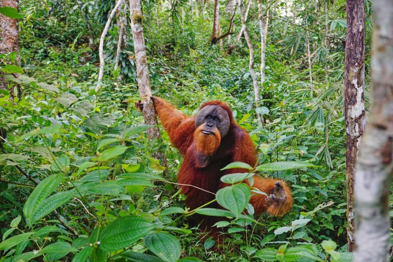 De orang-oetans in Gunung Leuser National Park – Indonesië Reisverslag – Reisberichten