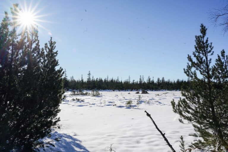 Winterwandelen in het noordelijke Zwarte Woud — Kaltenbronn