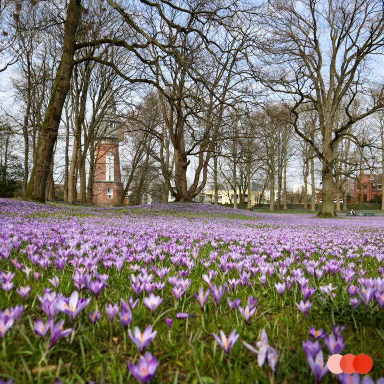 Husum naar de krokusbloesem – violette bloemenzee in Noord-Friesland