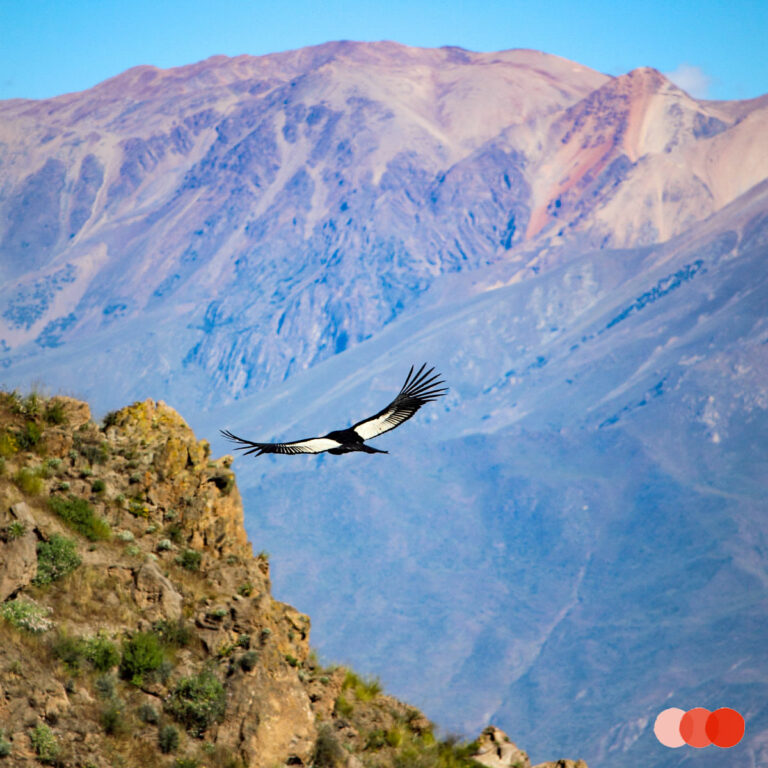 Peru reistip: Colca Canyon – Andes – reisblog