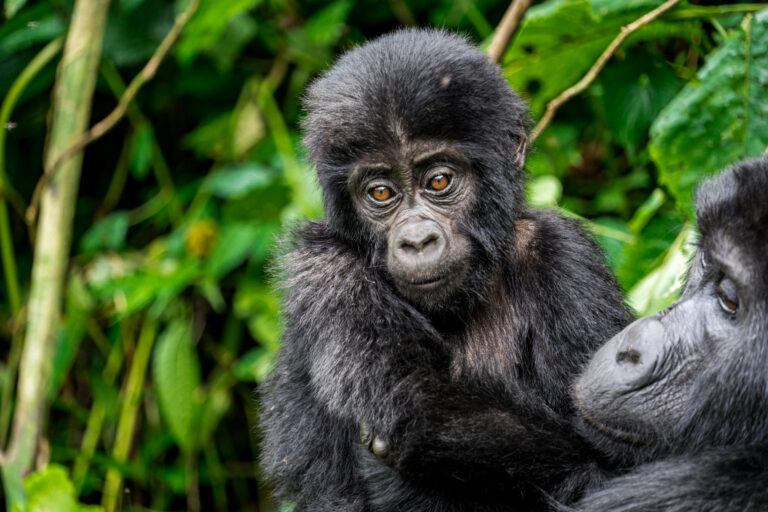 Gorillatrekking in Oeganda: onze tips & highlights